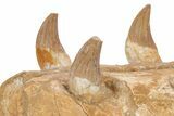 Fossil Primitive Whale (Basilosaur) Upper Jaw Section - Morocco #217826-7